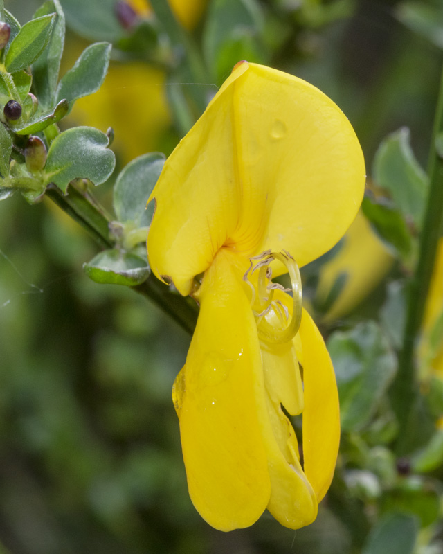 Broom - Cytisus scoparius 26-05-21.jpg