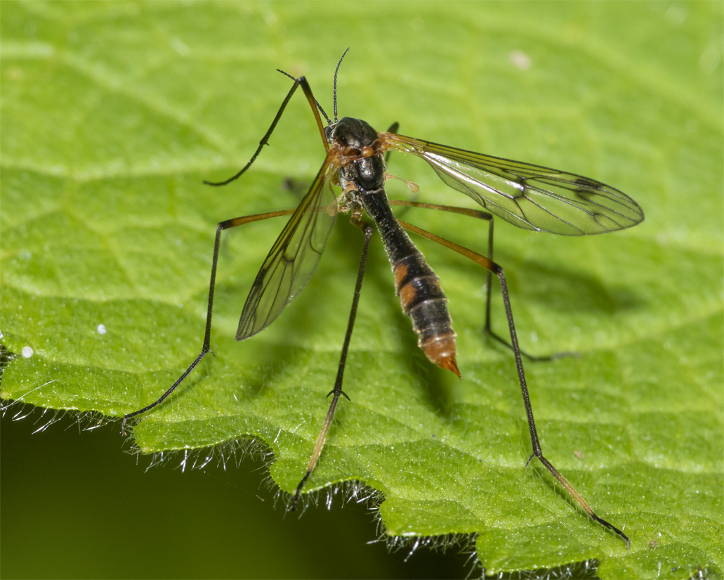 Cranefly - Ptychoptera albimana f 01-06-21.jpg