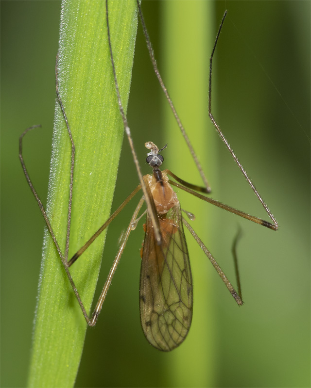 Cranefly - Limonia phragmitidis 12-06-21.jpg