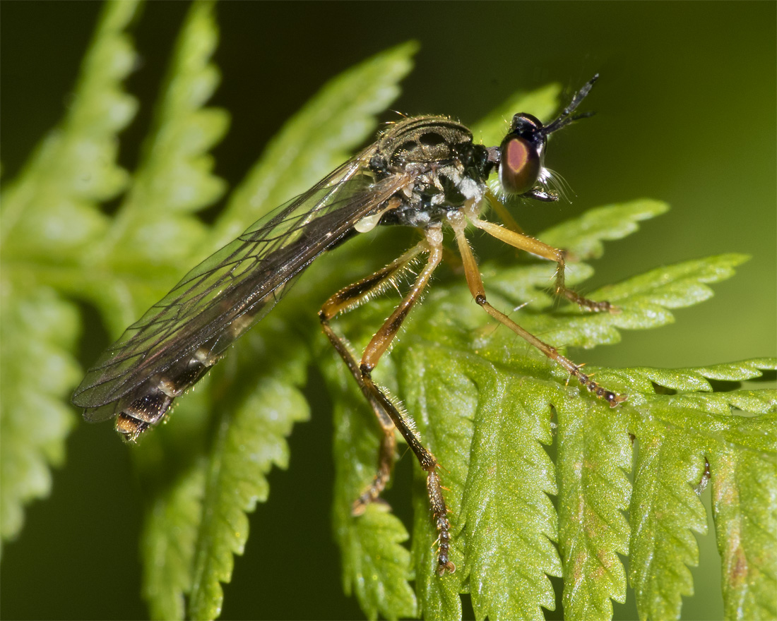 Small Yellow-legged Robberfly - Dioctria linearis 30-06-21.jpg