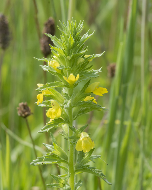 Yellow Bartsia - Parentucellia viscosa 30-06-21.jpg