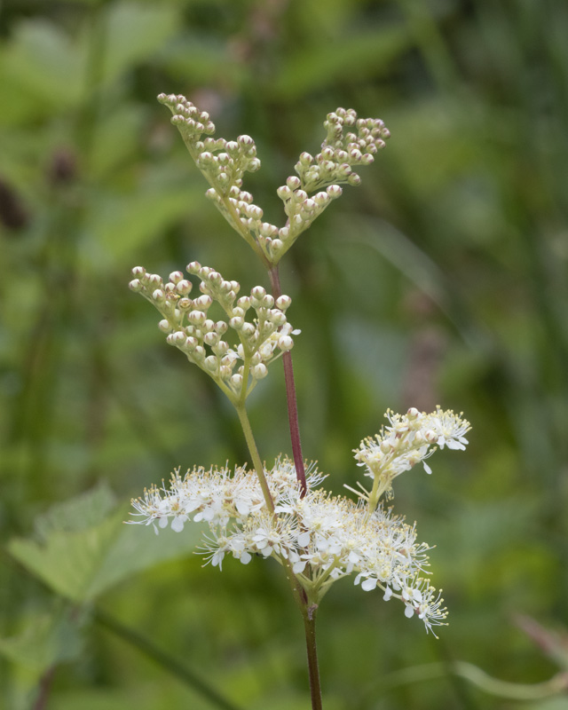 Meadowsweet - Filipendula ulmaria 30-06-21.jpg