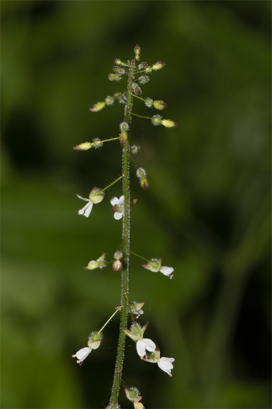 Enchanters Nightshade - Circaea lutetiana 16-07-21.jpg