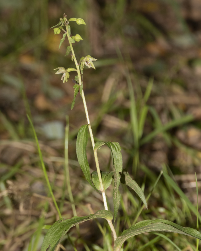 Broad-leaved Helleborine - Epipactis helleobrine 31-07-21.jpg