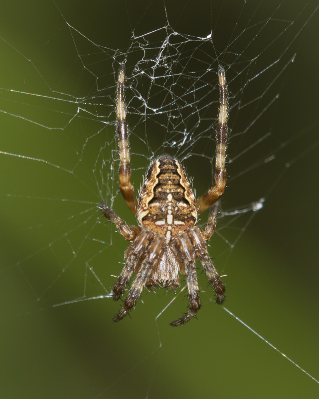 Araneus diadematus 31-07-21.jpg