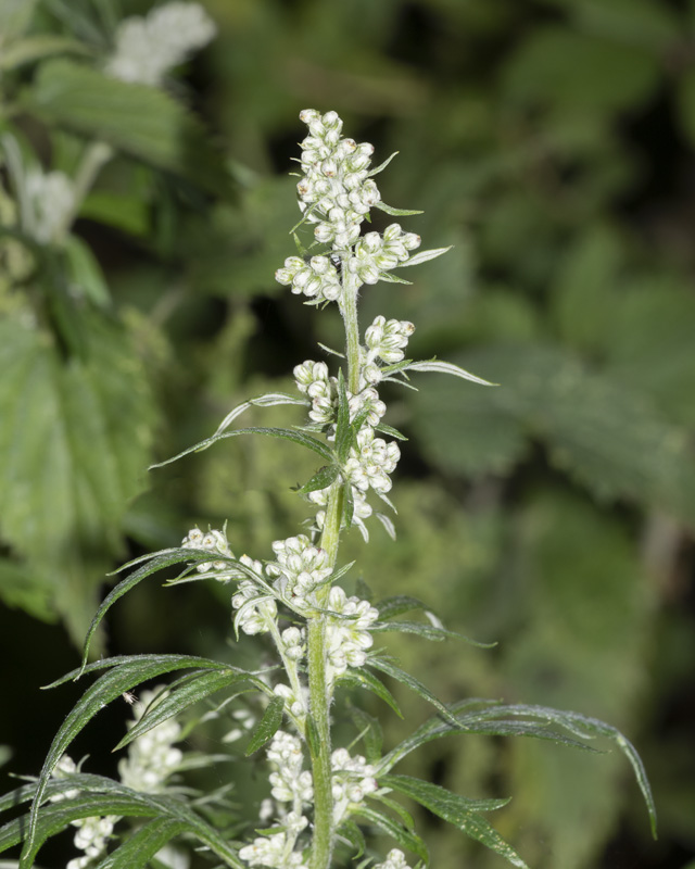 Mugwort - Artemisia vulgaris 27-08-21.jpg