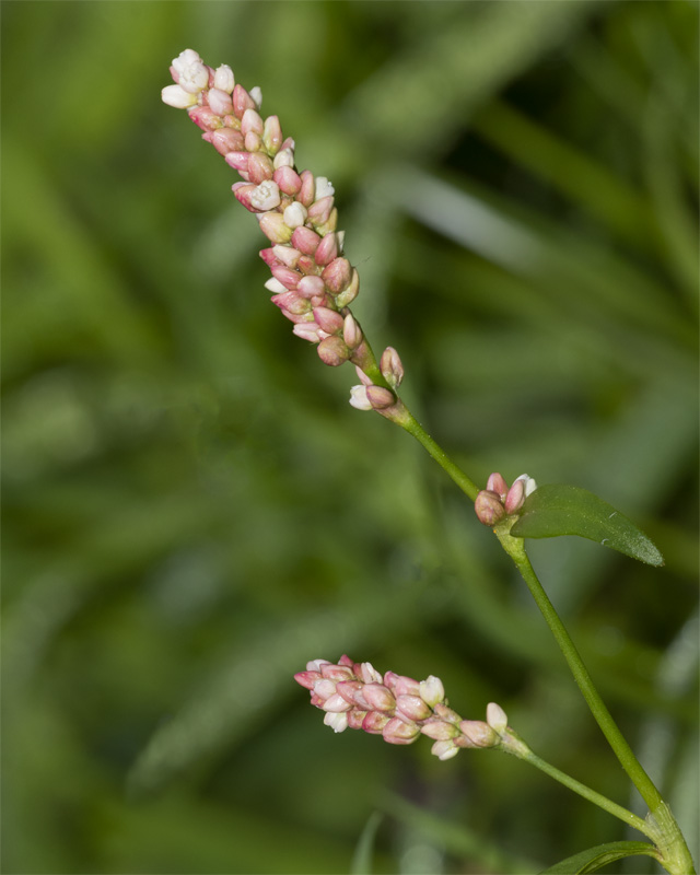 Pale Persicaria - Persicaria lapathifolia 27-08-21.jpg