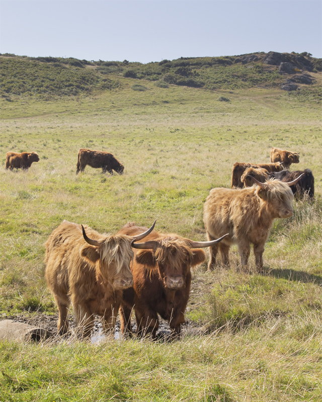 Week 31 - Highland Cattle near Bolt Head.jpg