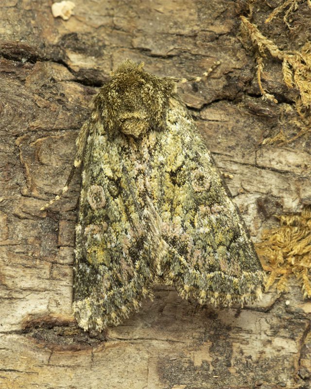 Feathered Ranunculus Moth - Polymixis lichenea 29-09-21.jpg