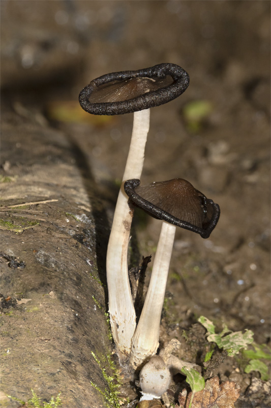 Coprinellus sp 13-10-21.jpg