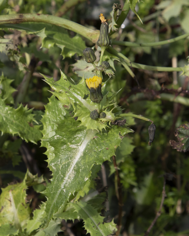 Prickly Sowthistle - Sonchus asper 04-01-22.jpg