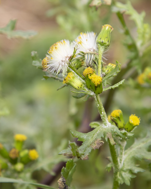 Groundsel - Senecio sylvaticus 04-01-22.jpg