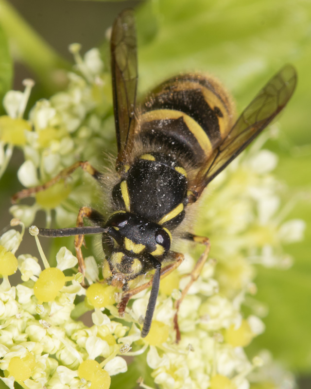 Common Wasp - Vespula vulgaris queen 17-03-22.jpg
