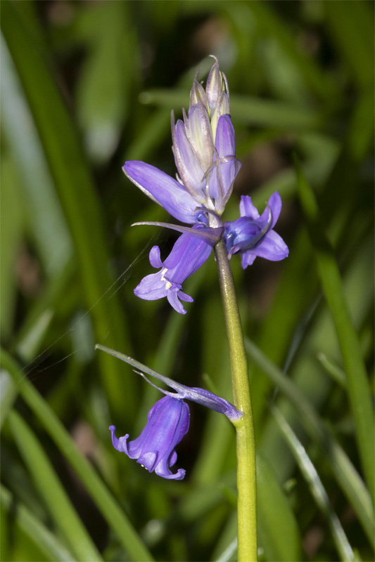 Bluebell 18-03-22.jpg