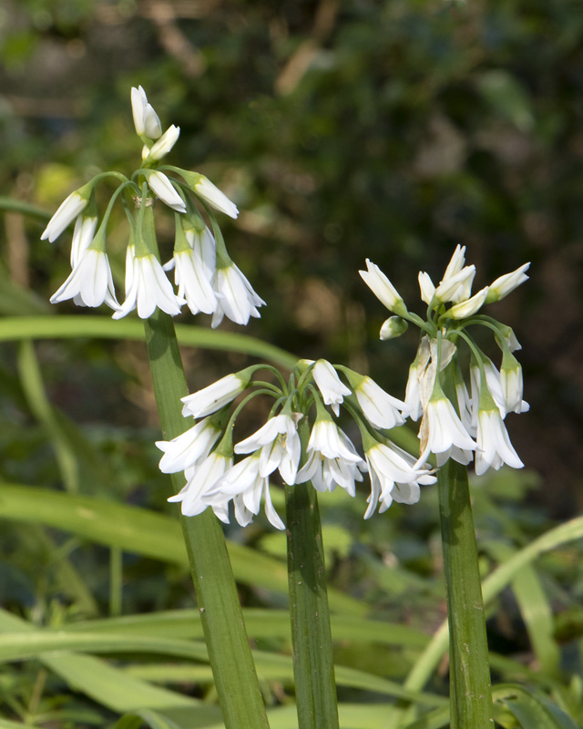 Three-cornered Garlic - Allium triquetrum 18-03-22.jpg
