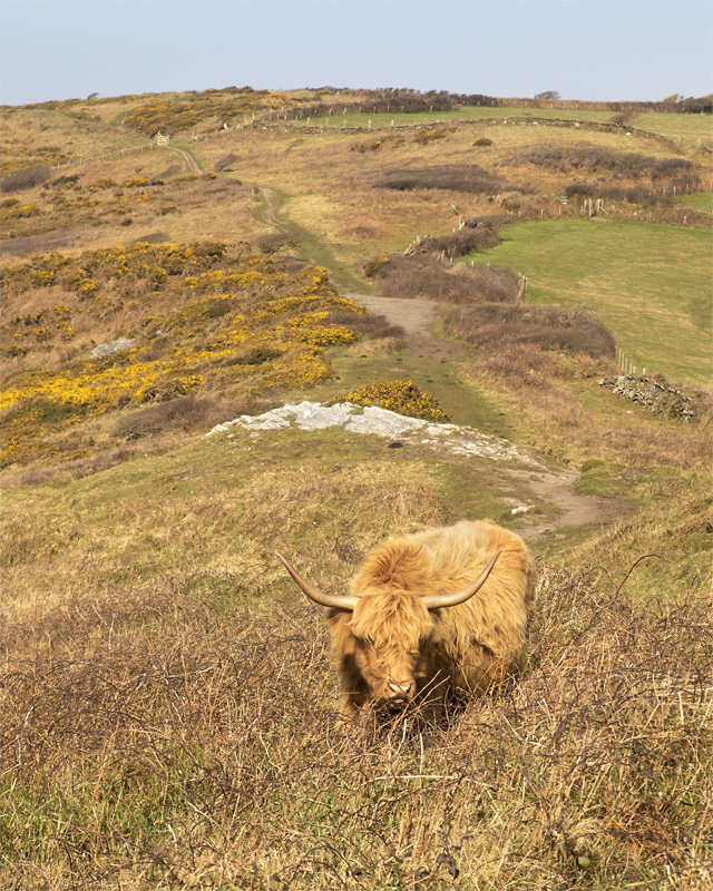 Week 11 - Highland Cow at Bolberry Down.jpg