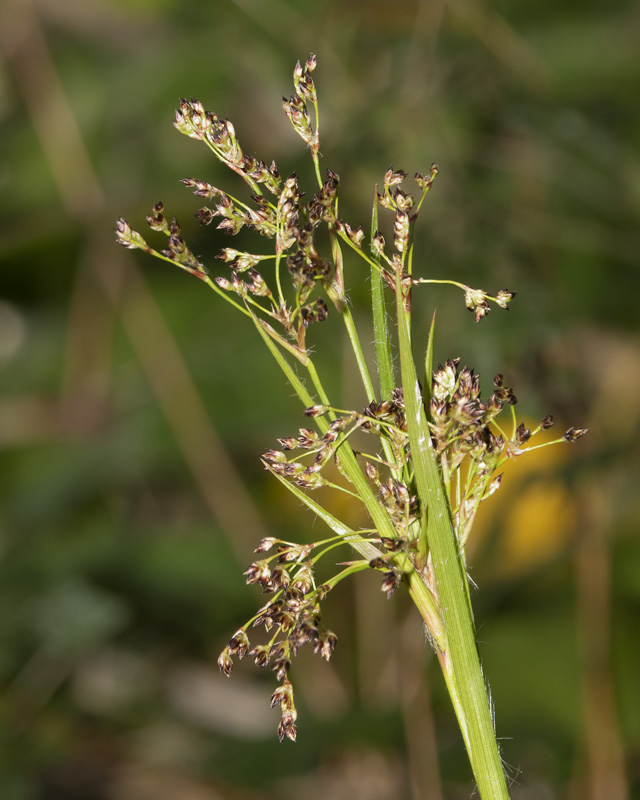Great Wood-rush - Luzula sylvatica - Gallants Bower 23-03-22 closer.jpg