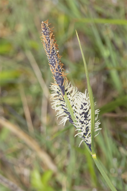Glaucous Sedge - Carex flacca 18-04-22.jpg