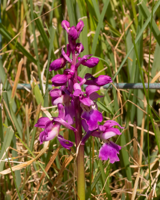 Early Purple Orchid - Orchis mascula 04-05-22.jpg