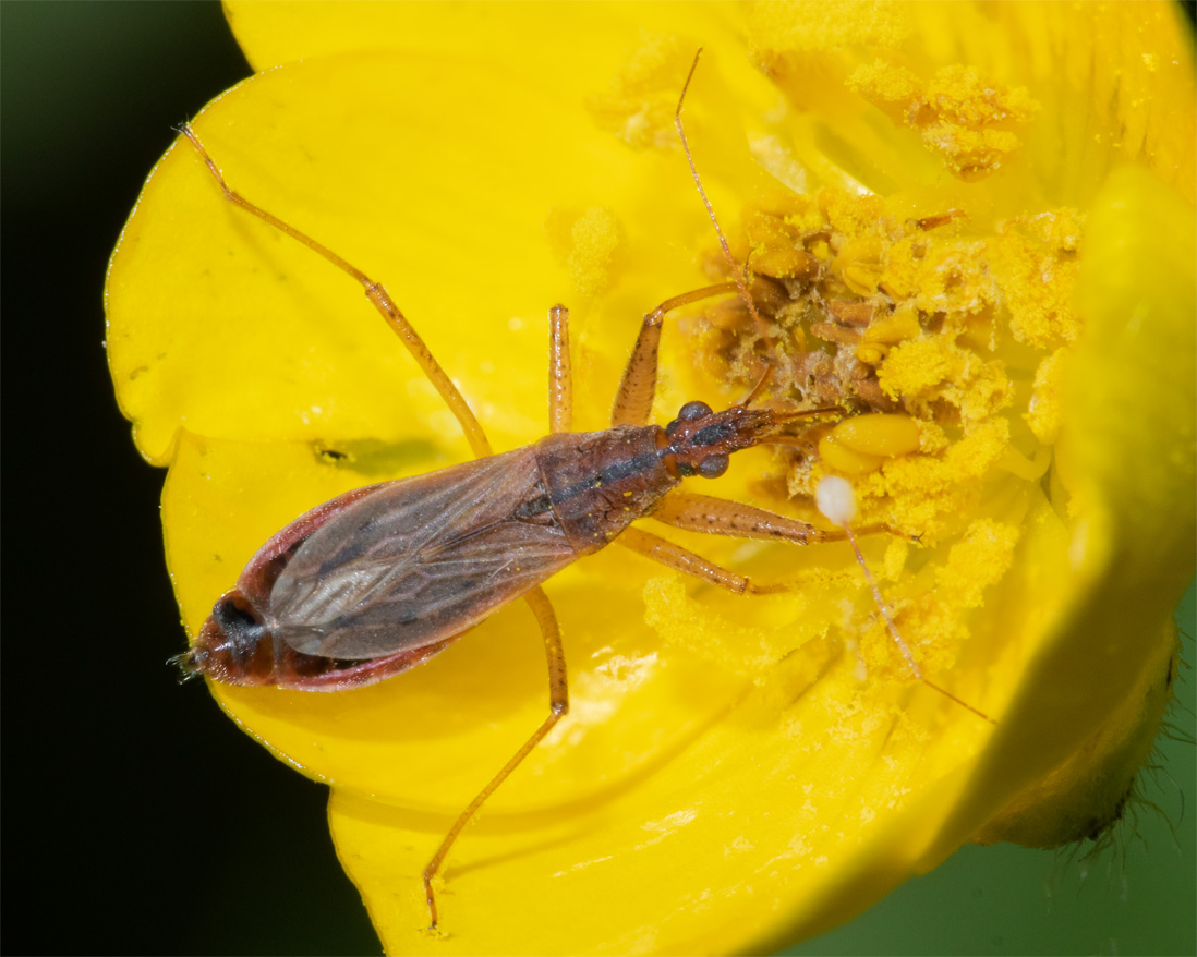Heath Damsel Bug - Nabis ericetorum 07-05-22.jpg