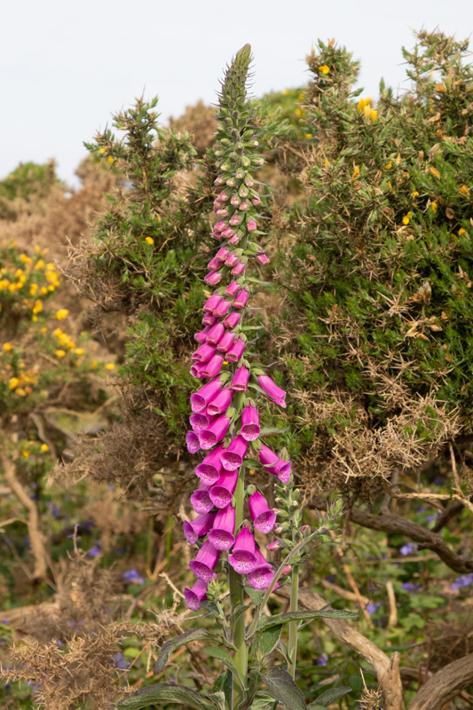 Foxglove 09-05-22.jpg