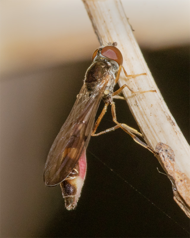 Baccha elongata f 14-05-22.jpg