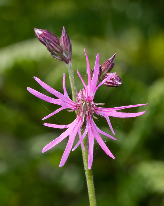 Ragged Robin - Silene flos-cuculi 14-05-22.jpg