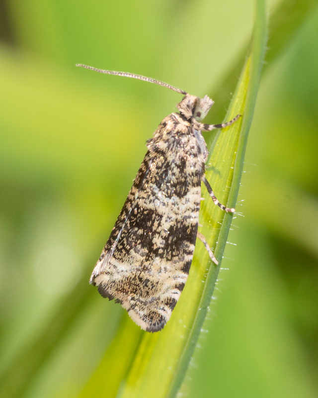 Moth - Celypha lacunana 14-05-22.jpg