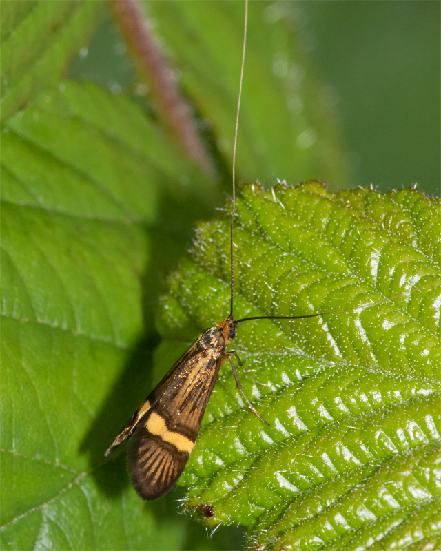 Nemophora degeerella 19-05-22.jpg