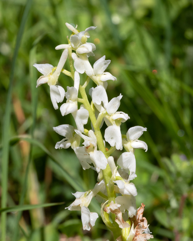 Early Purple Orchid - Orchis mascula white form 19-05-22 copy.jpg