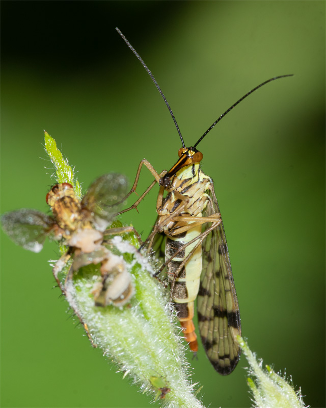 Scorpion Fly - Panorpa sp f 21-05-22.jpg