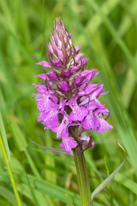 Southern Marsh Orchid - Dactylorhiza praetermissa - Watkins Wood 21-05-22.jpg
