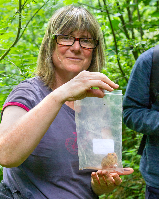 Week 23 - Dormouse Survey - Andrews Wood.jpg