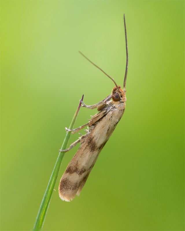 Rush Veneer Moth 23-06-22.jpg