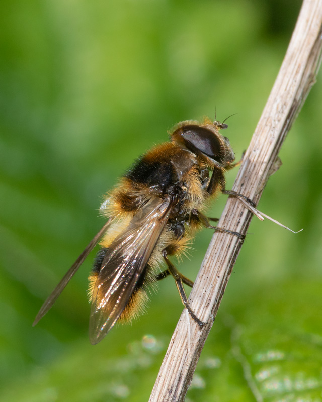 Cheilosia illustrata f 02-06-22.jpg