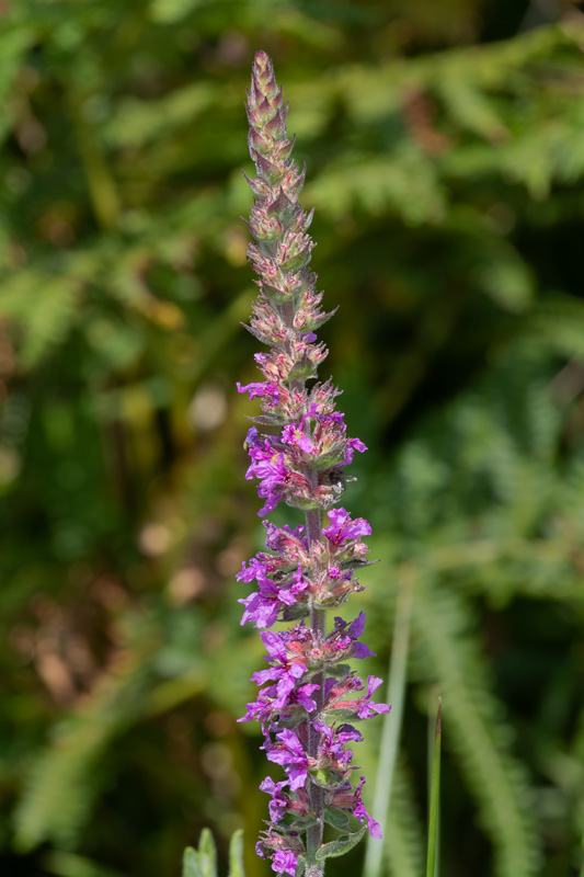 Purple Loosestrife - Lythrum salicaria 22-07-22.jpg