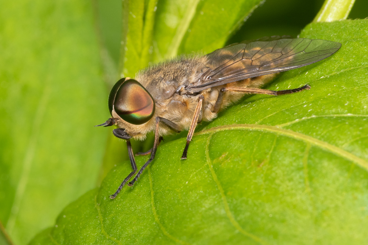 Article 1 - Band-eyed Brown Horsefly - Tabanus bromius m 10-07-20.jpg