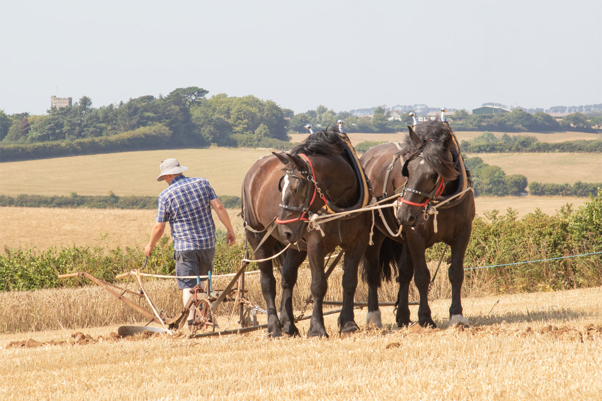 Horses Ploughing 13-08-22.jpg