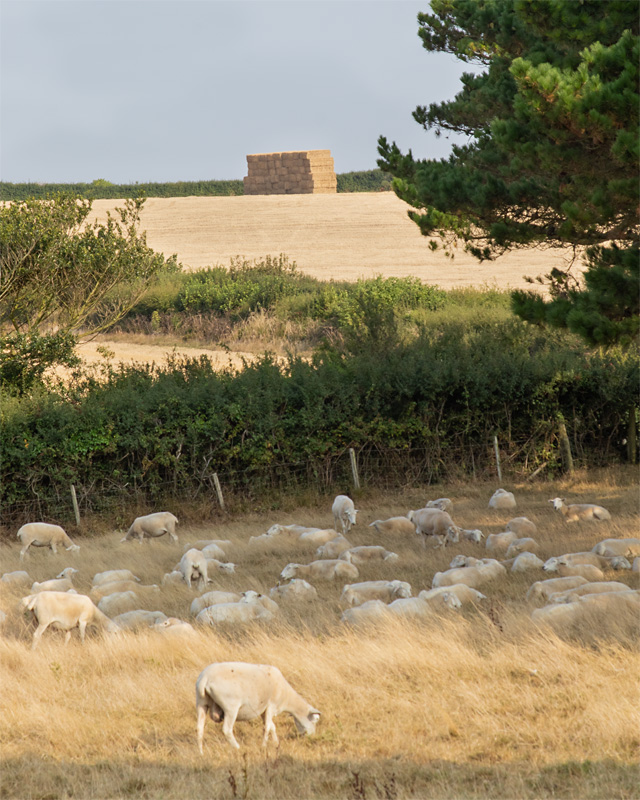 Week 37 - Shady Sheep.jpg