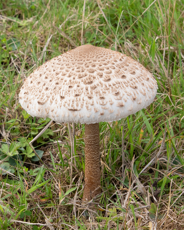 Parasol Mushroom - Lepiota procera - Soar Mill Cove 15-09-22.jpg