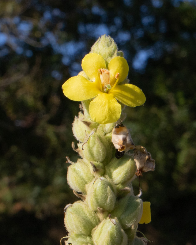 Great Mullein - Verbascum thapsus - Prawle Point 16-09-22 closer.jpg