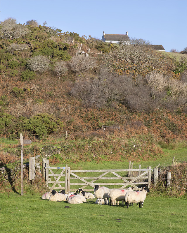 Week 47 - Sheep at East Soar 18-11-22.jpg