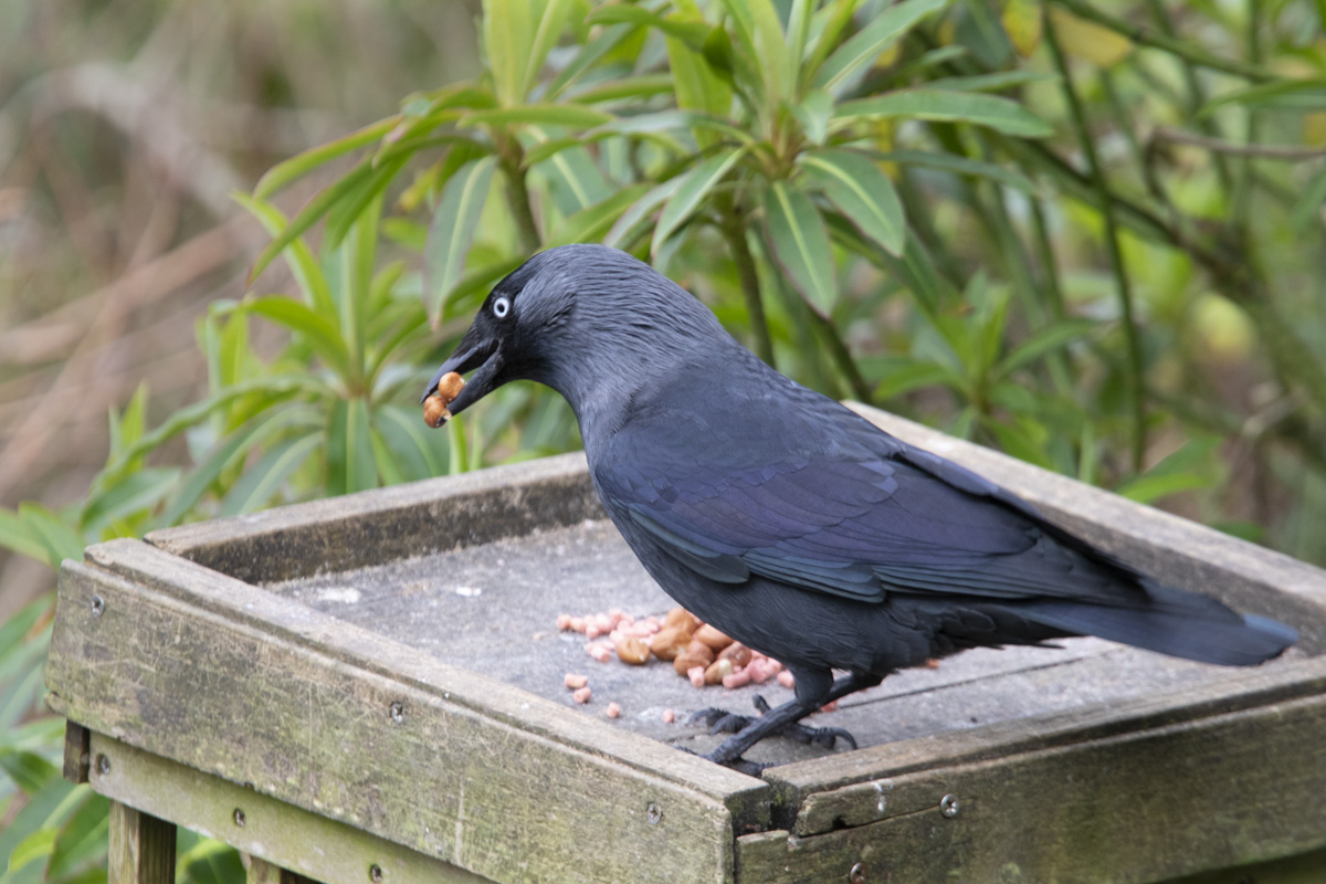 Jackdaw 31-01-23.jpg