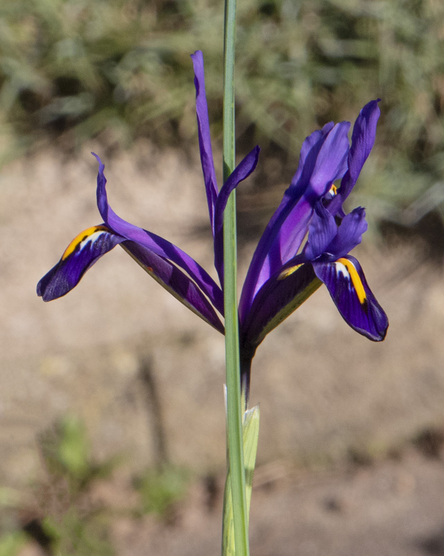 Iris reticulata 26-02-23.jpg
