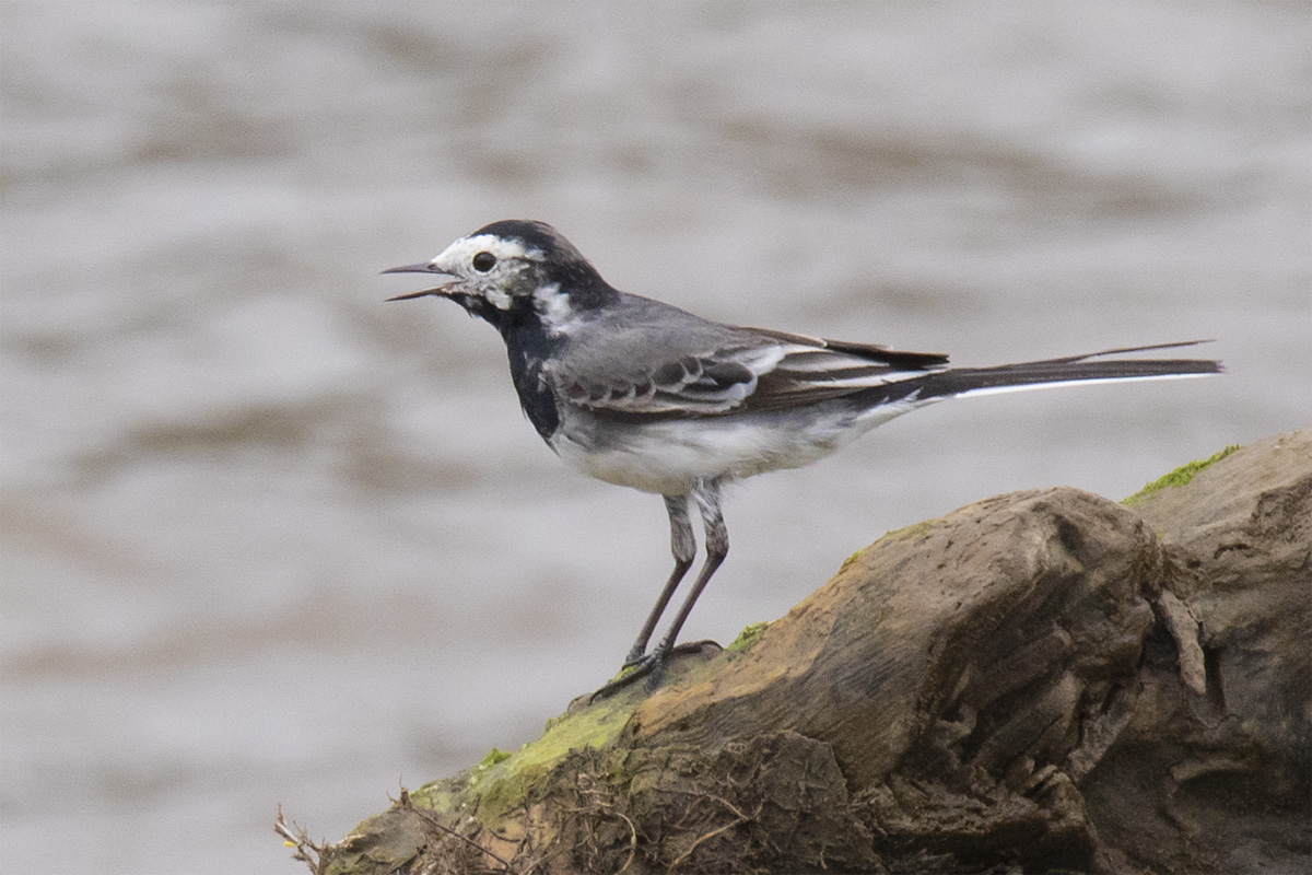 Pied Wagtail juvenile 22-03-23.jpg