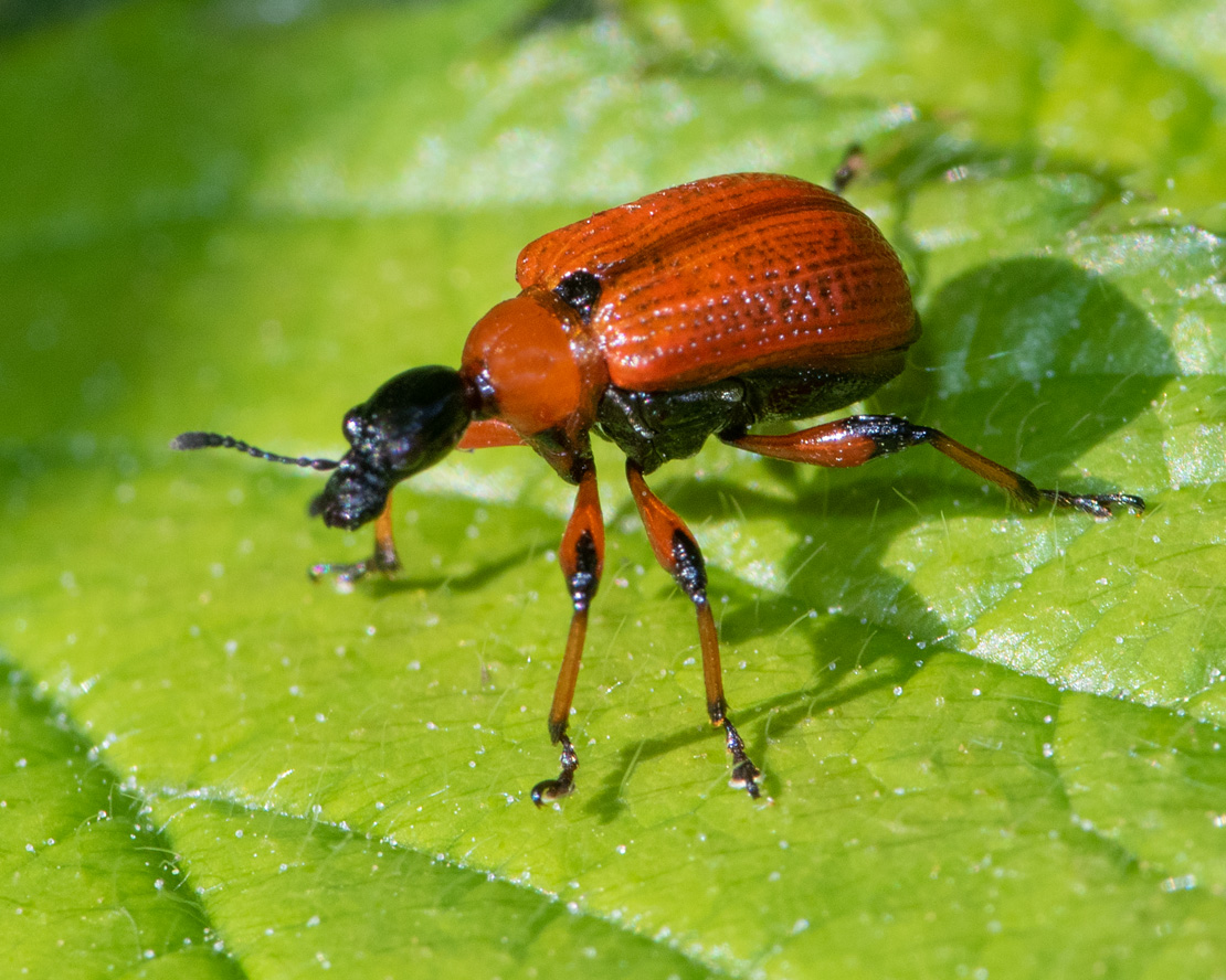 Hazel Leaf-roller - Apoderus coryli 13-05-23.jpg