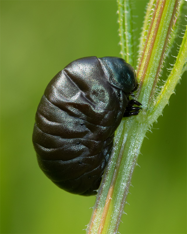 Bloody-nosed Beetle larva - Timarcha tenebricosa 13-05-23.jpg