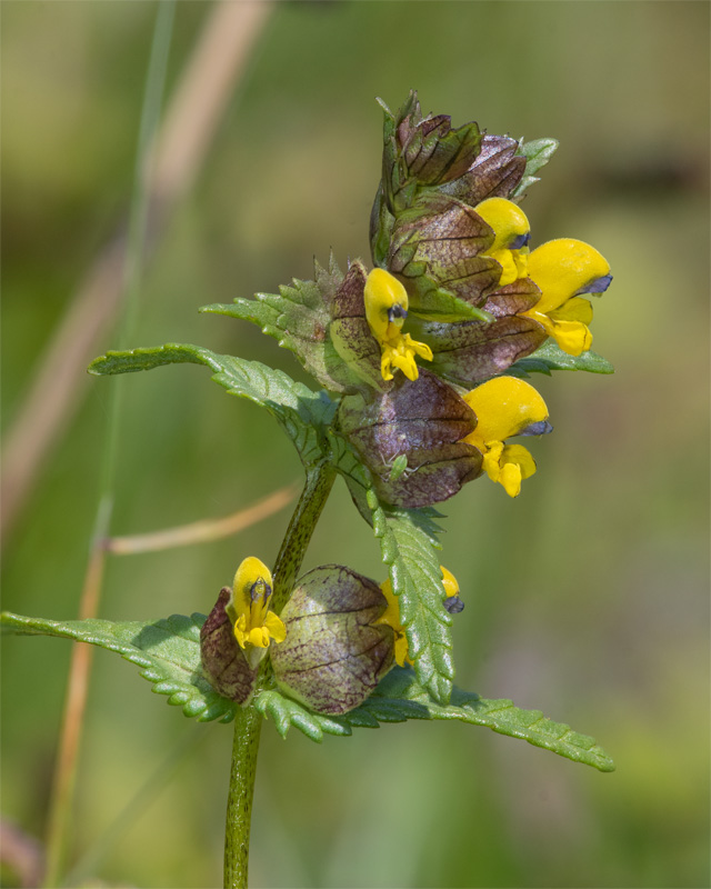 Yellow Rattle - Rhinanthus minor 21-05-23.jpg