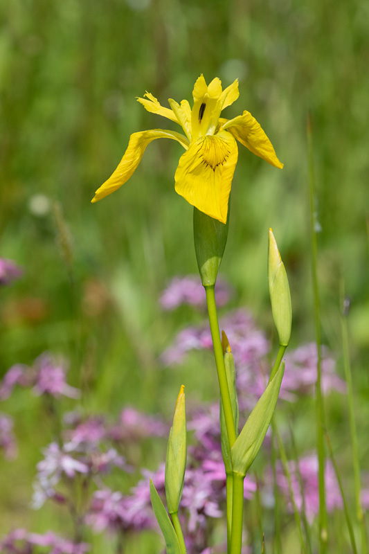 Yellow Iris - Iris pseudacorus 22-05-23.jpg