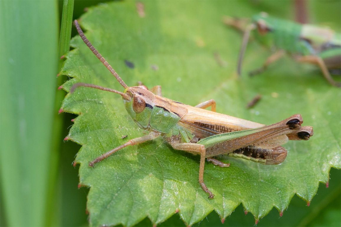 Meadow Grasshopper - Chorthippus parallelus 16-06-23.jpg